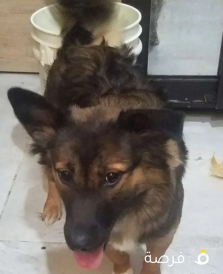 mix german terrier