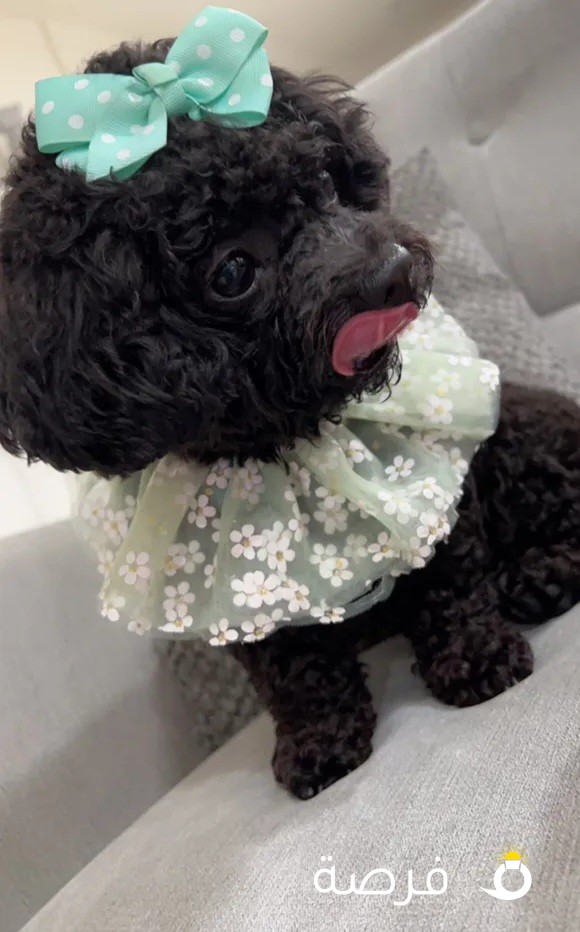Toy poodle