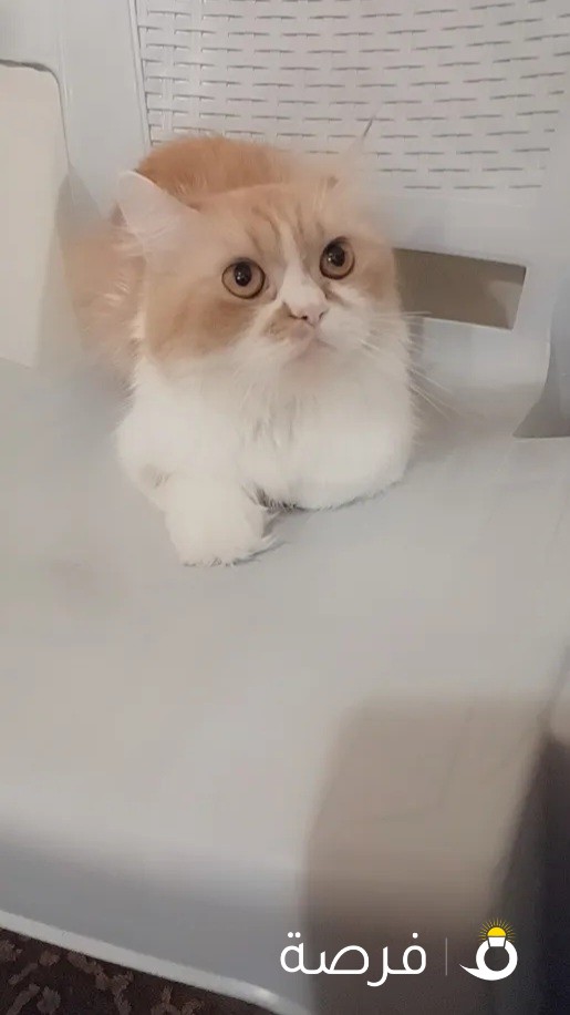 قطه شيرازي للتبني