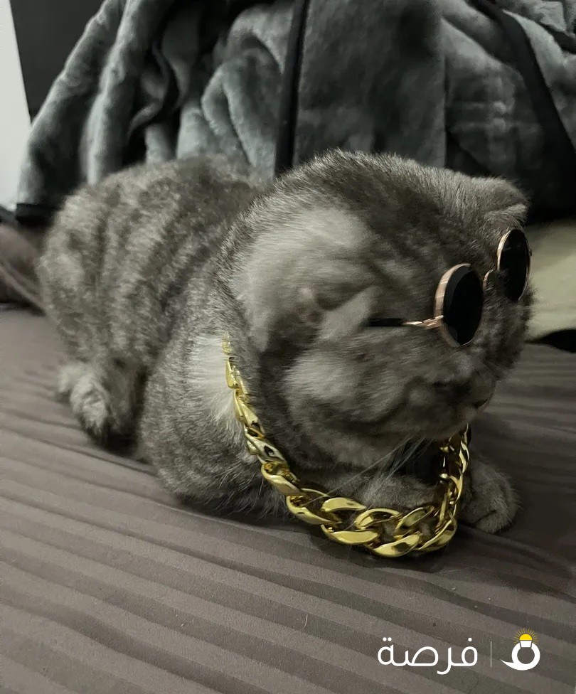 للتبني سكوتش فولد