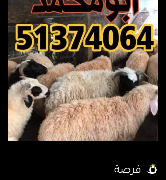 اغنام وقصاب