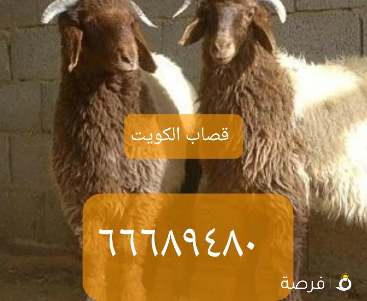 قصاب الكويت ذبايح للبيع