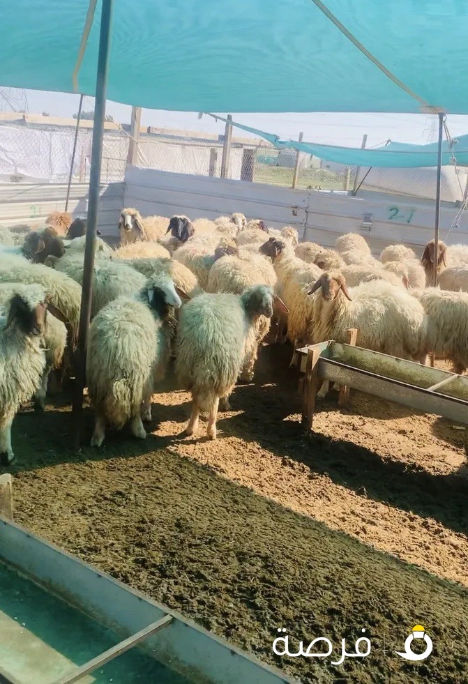 ذبايح شفال معلوف شهرين