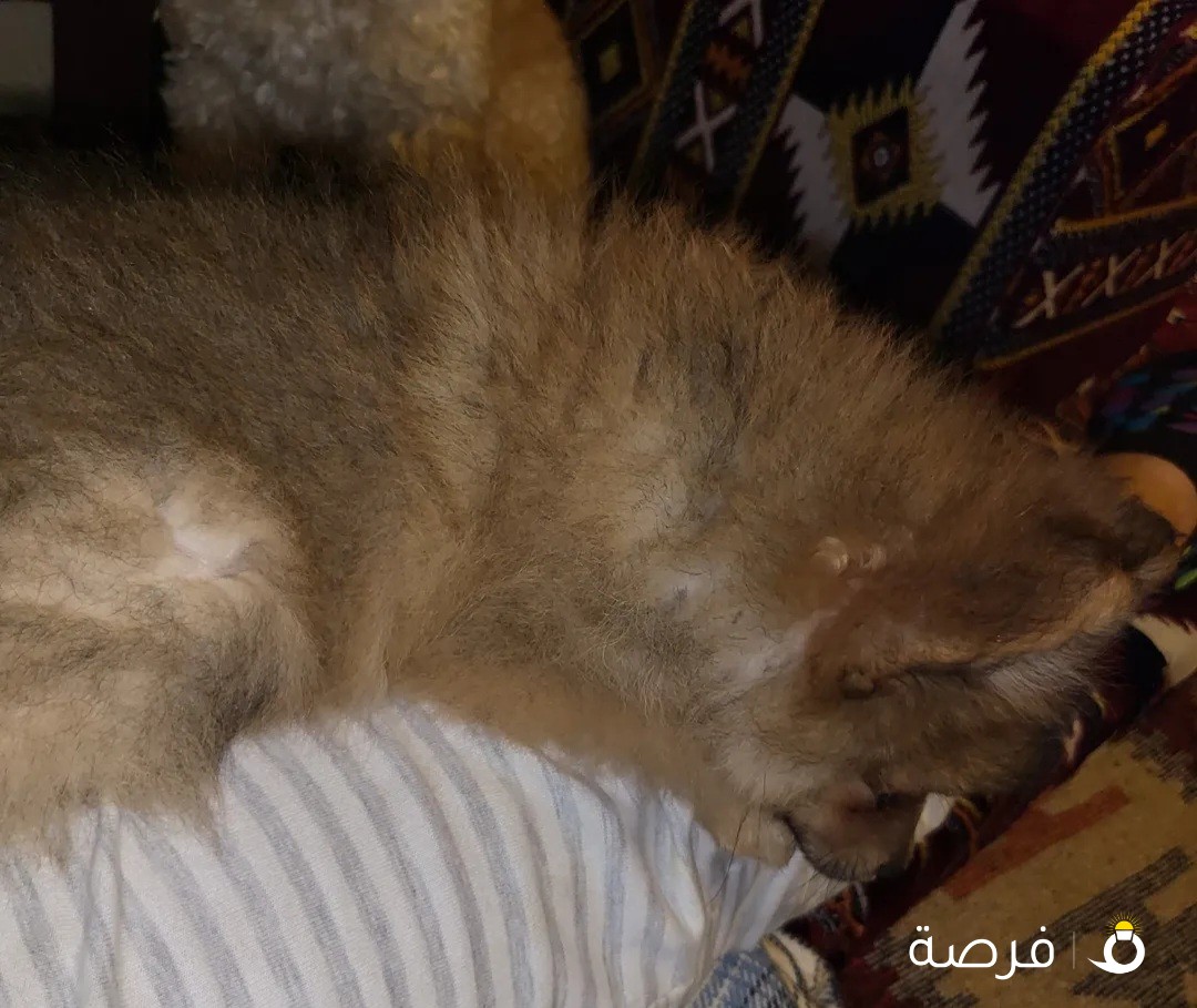 نثيه بوميرينان للبيع