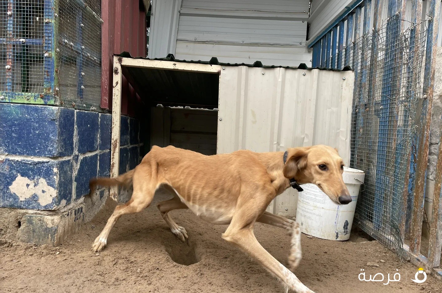 Very good dog Just 3 years old.