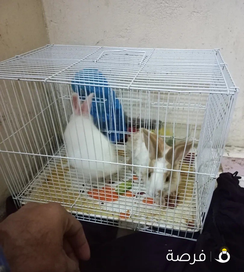 Rabbit 2 Help selling
