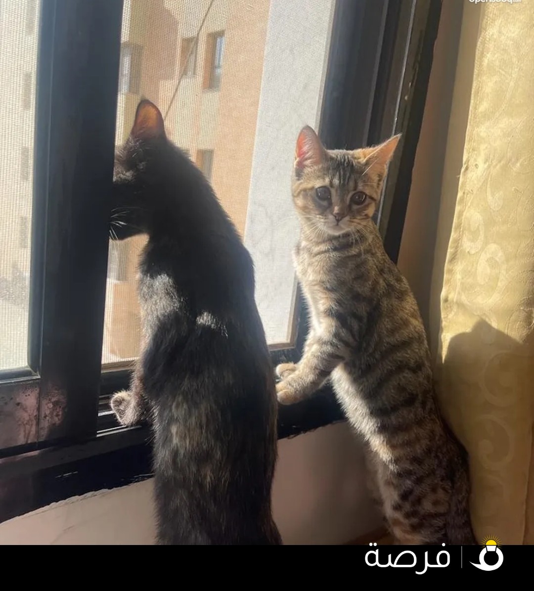 قطط شيرازي للتبني