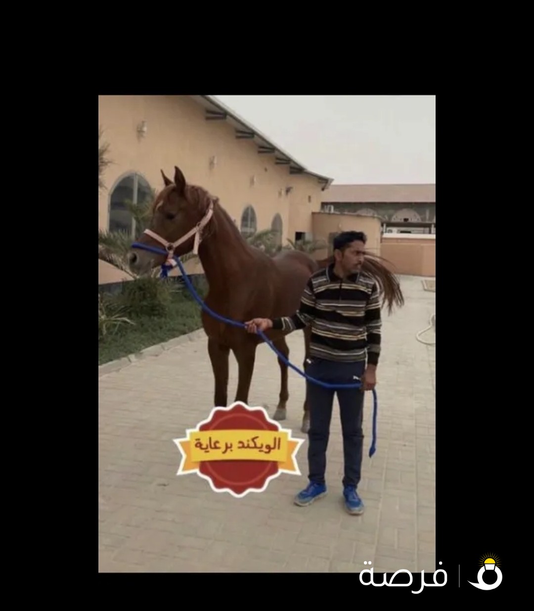 فحل واهو مواليد2019 شرط السلم متعلم تكبيش وطمره شخصيه بين الخيول