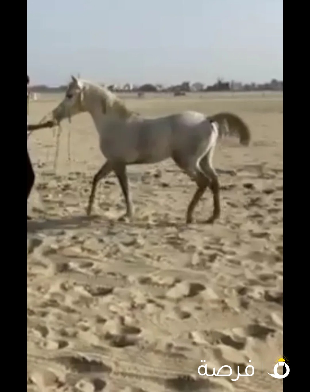 للبيع حصان بلدي