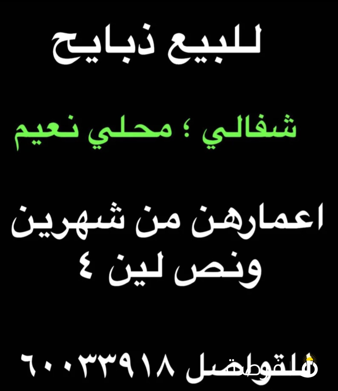 للبيع ذبايح