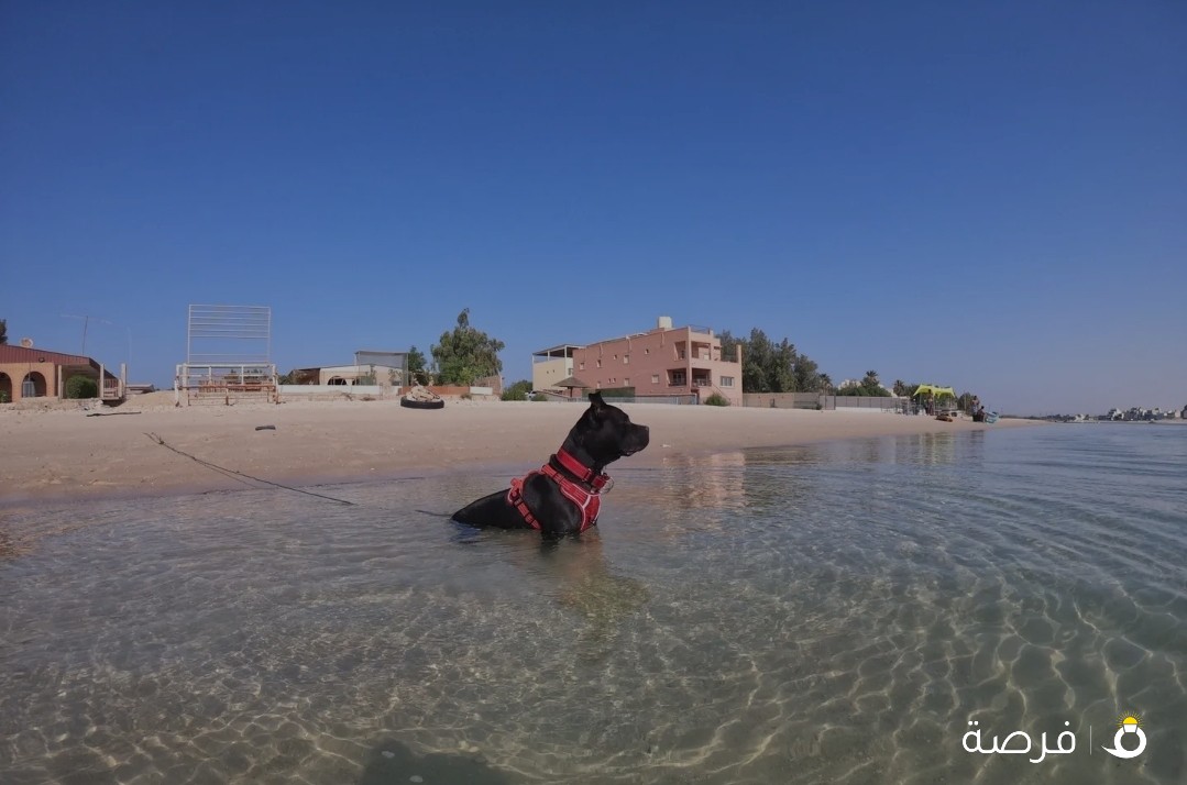نثيه بولوق العمر اقل من سنتين