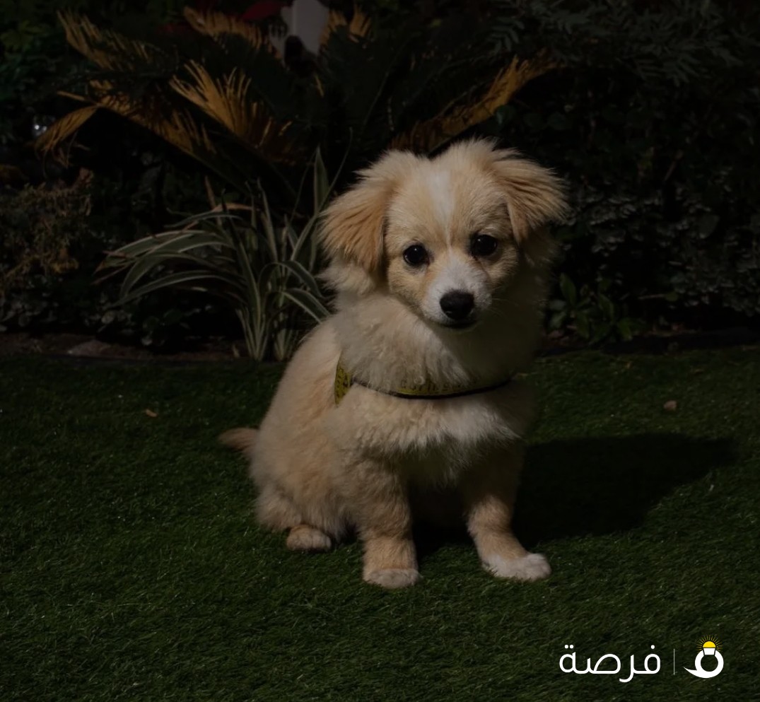 Pomeranian mixed