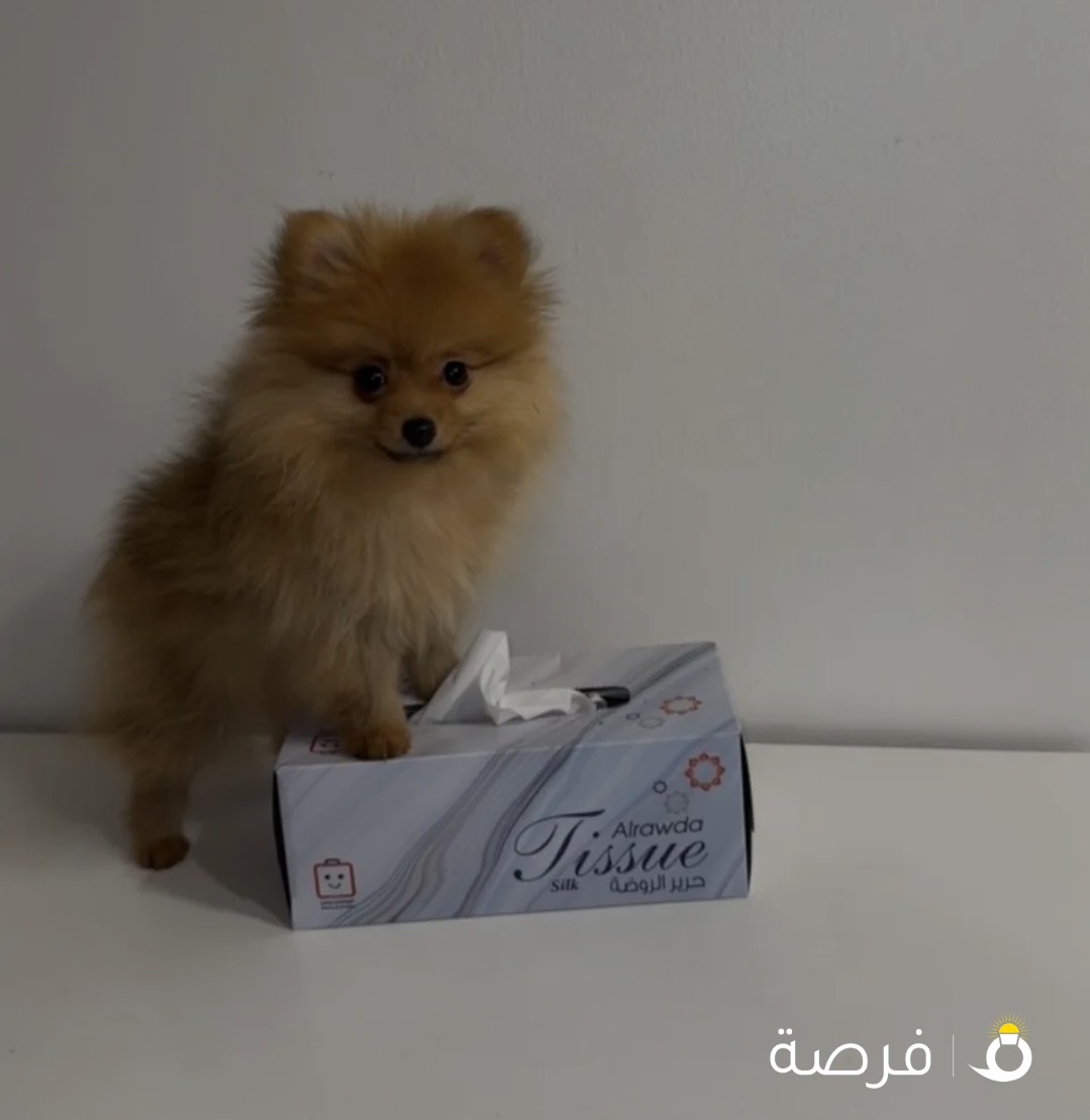 بوميرنيان نثية female pomeranian