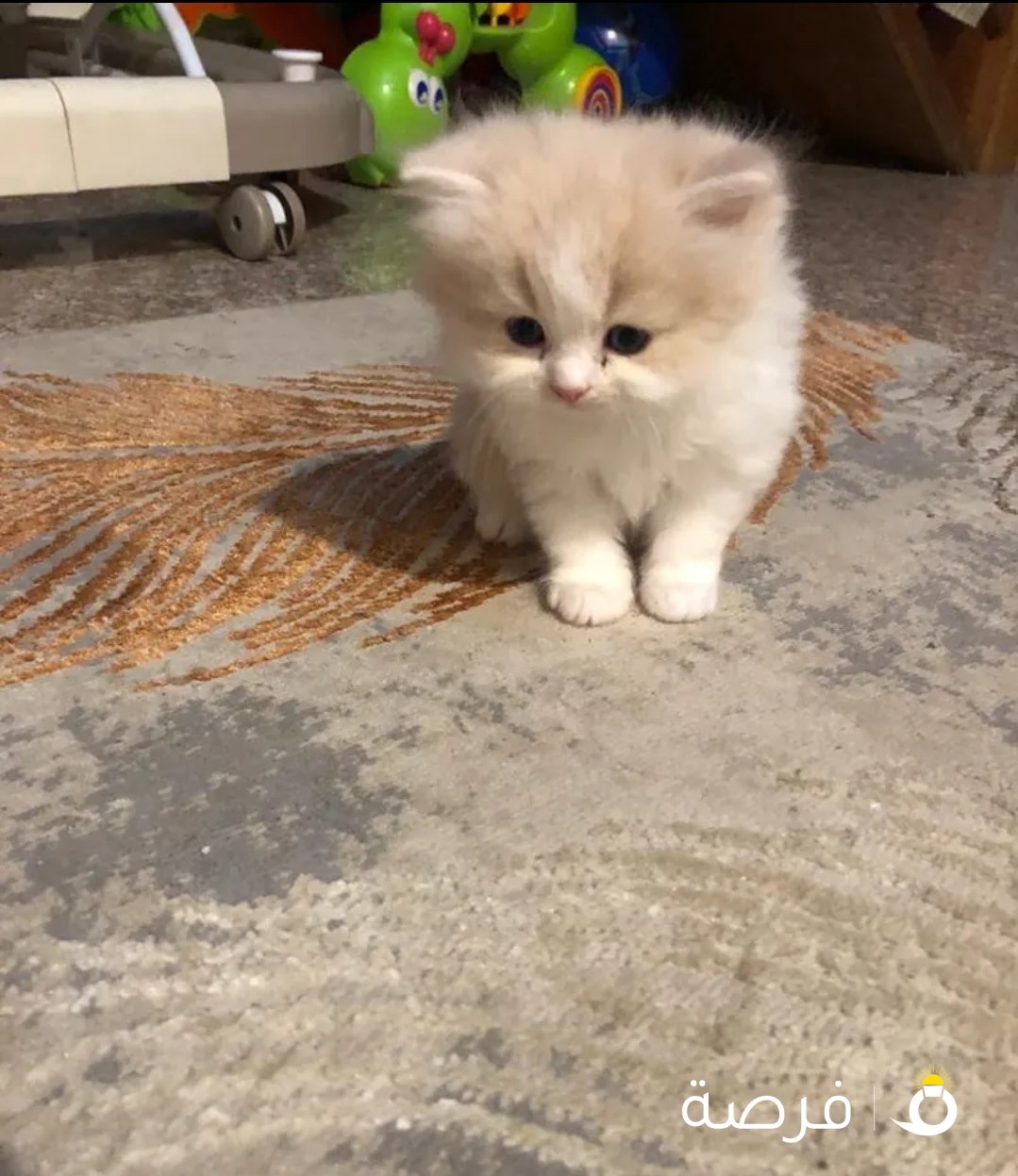 قطط شيرازي للبيع