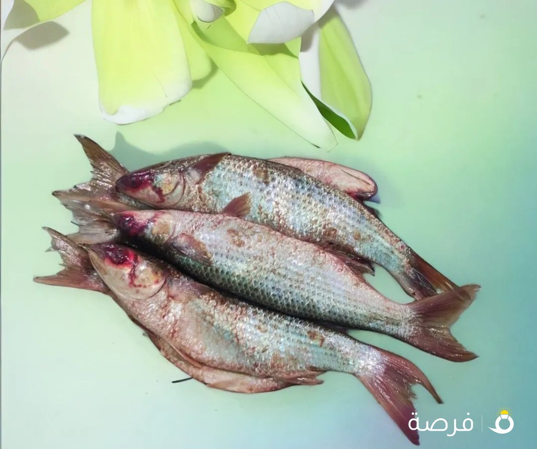 فسيخ بلدي طازج