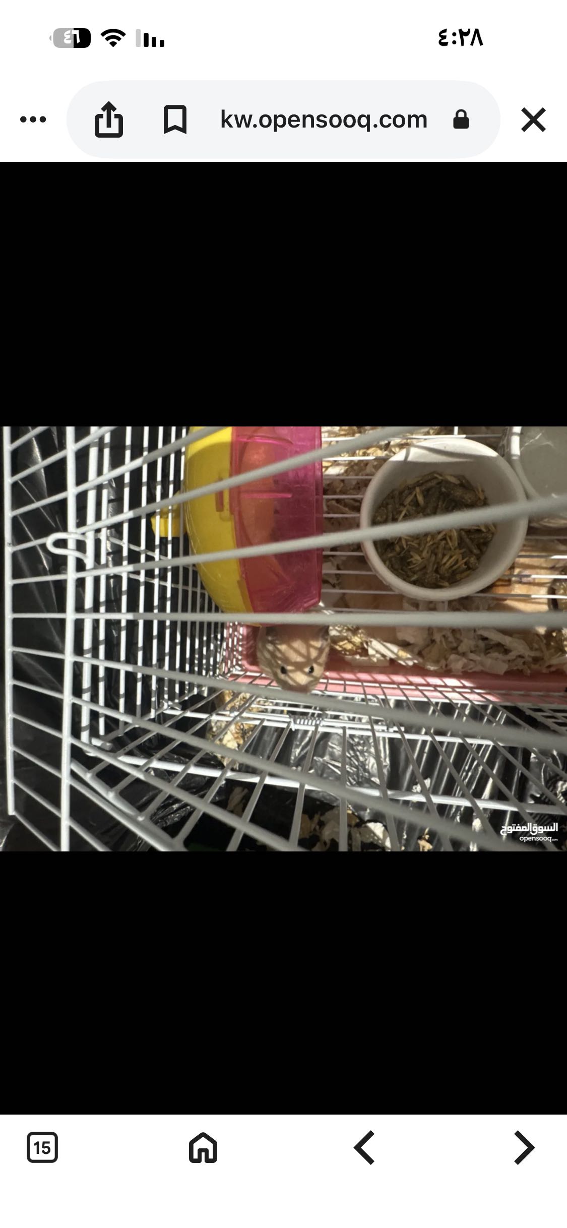 هامستر للتبني