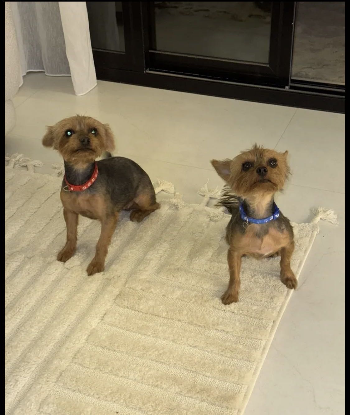 كلبين يورك شاير نثيه وذكر