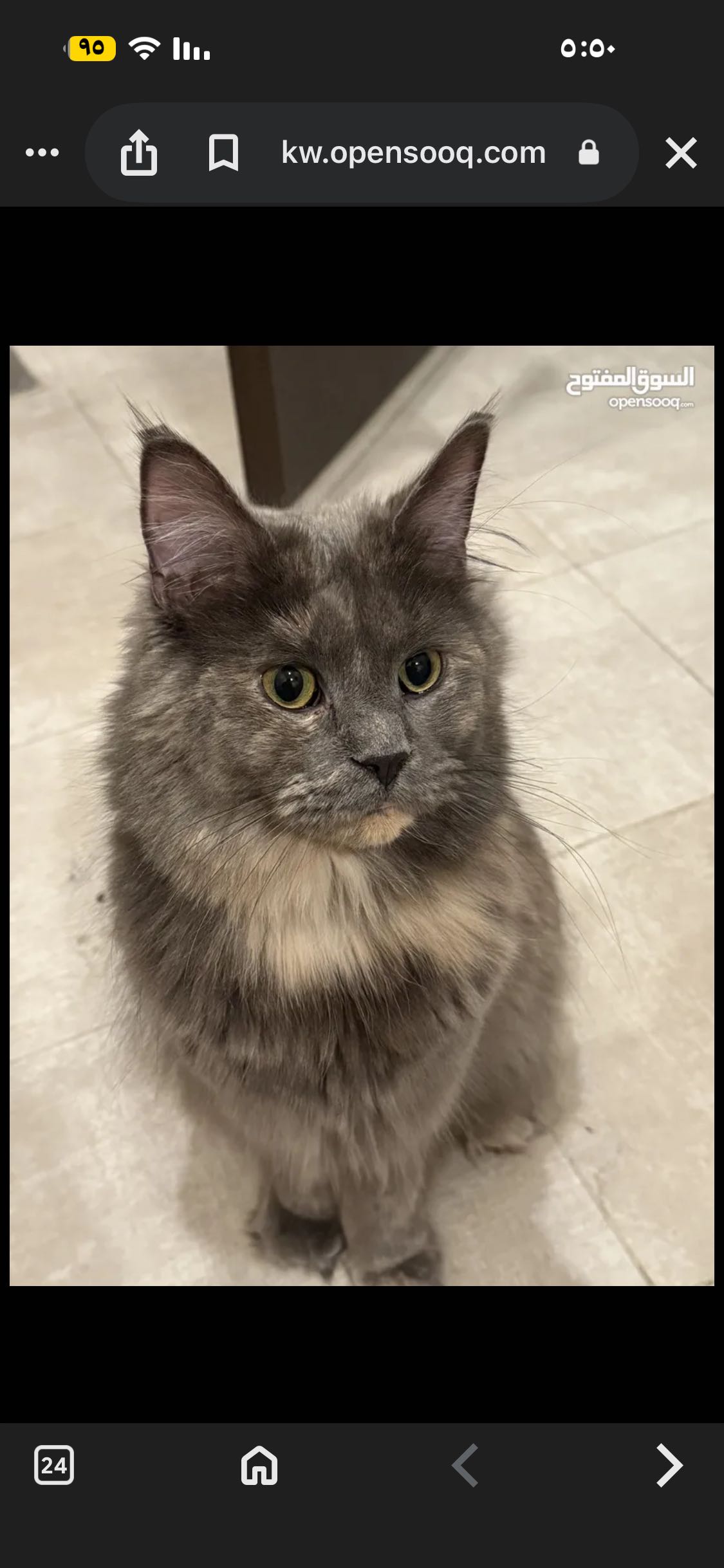 قطة ماين كون