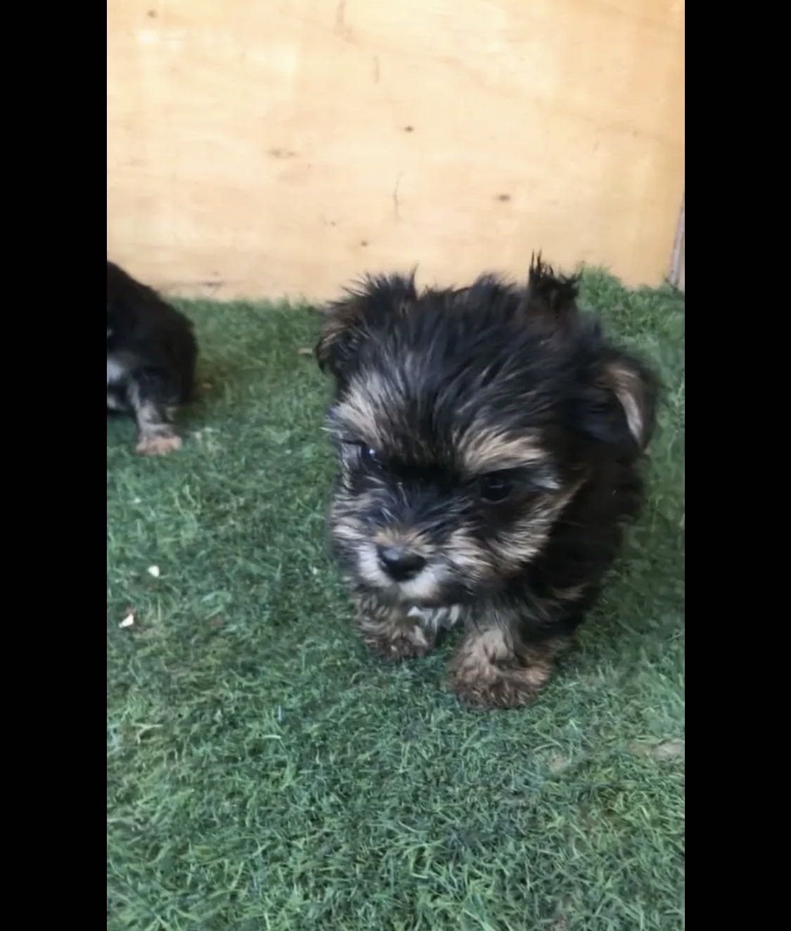 للبيع يورك شاير