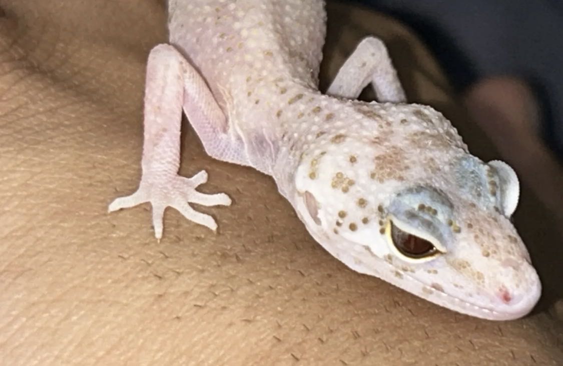 Leopard gecko الوحده ب 24