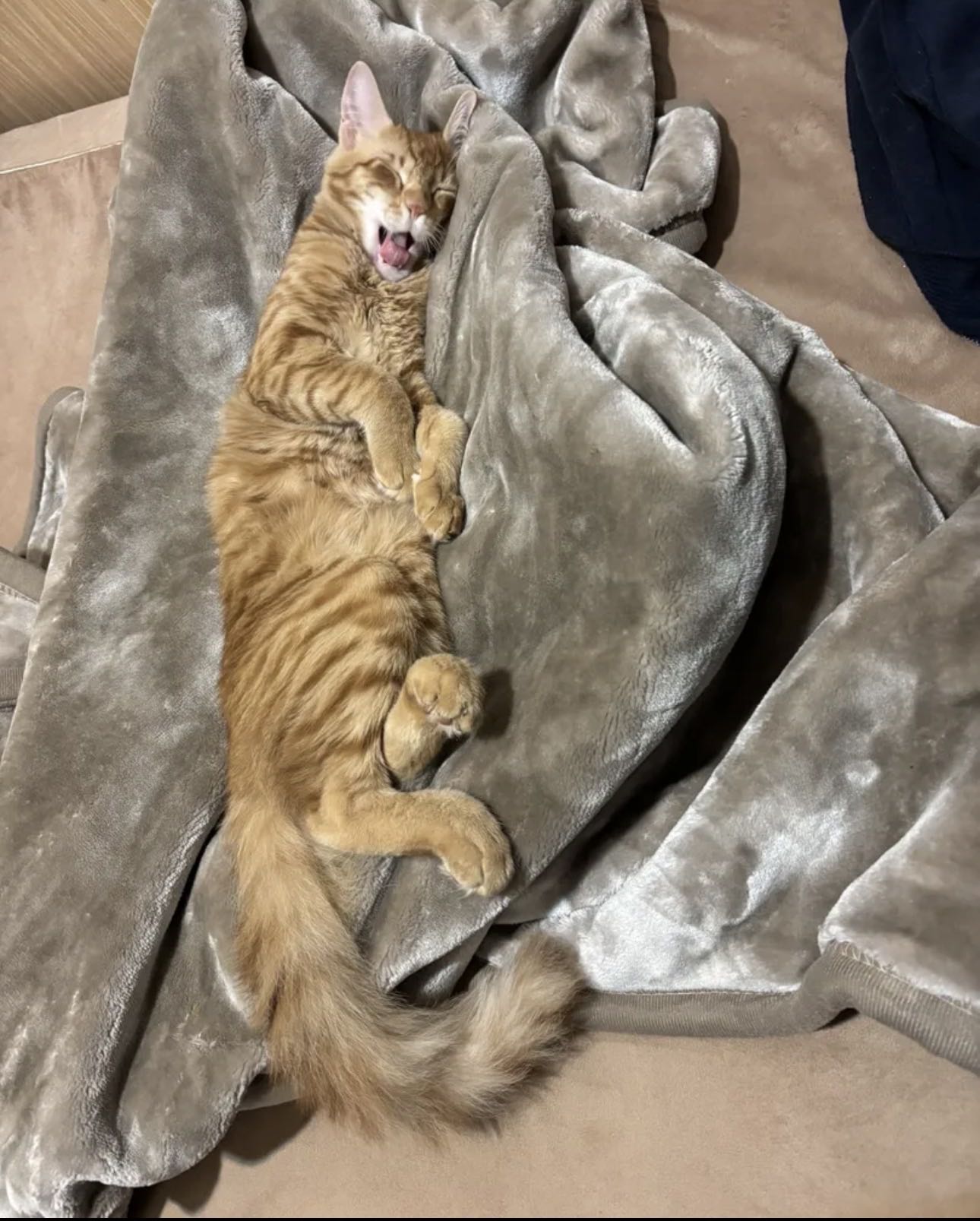 Male 6 month old Ginger cat for sale (f)r(e)e) please adopt and take care of him