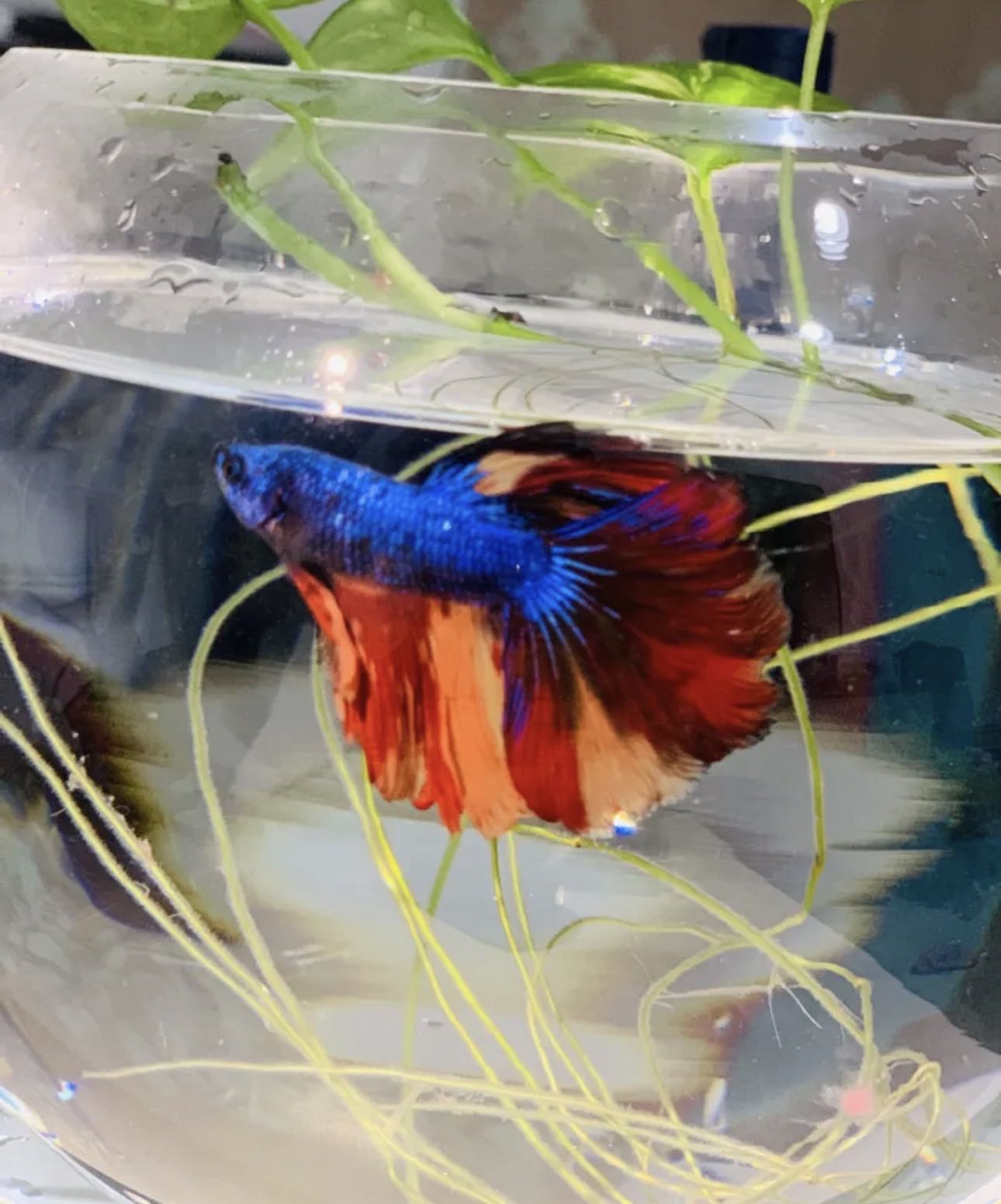 Betta fish with bowl and filter