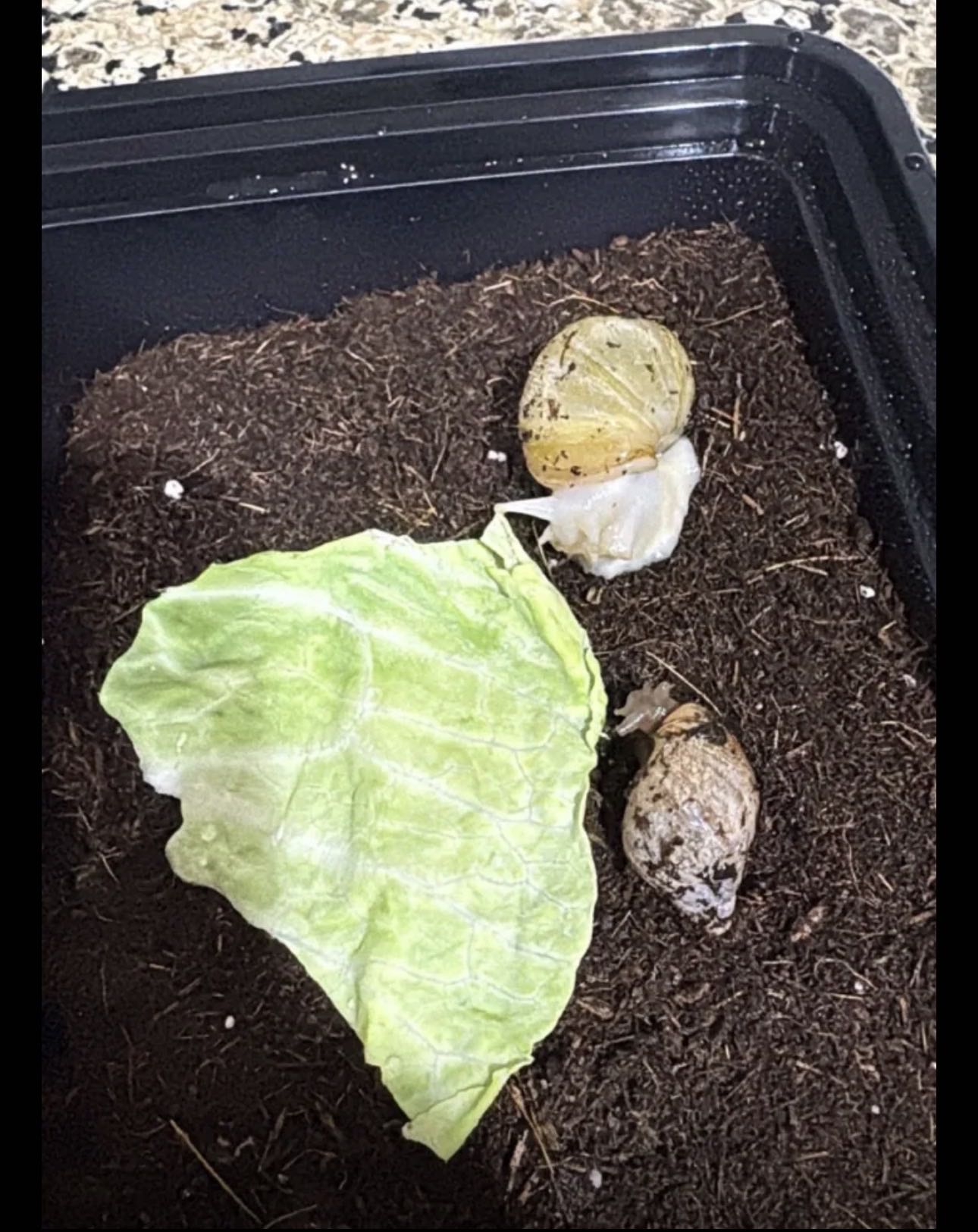 حلزونه بيضه وا حلزونه سوداء أفريقي