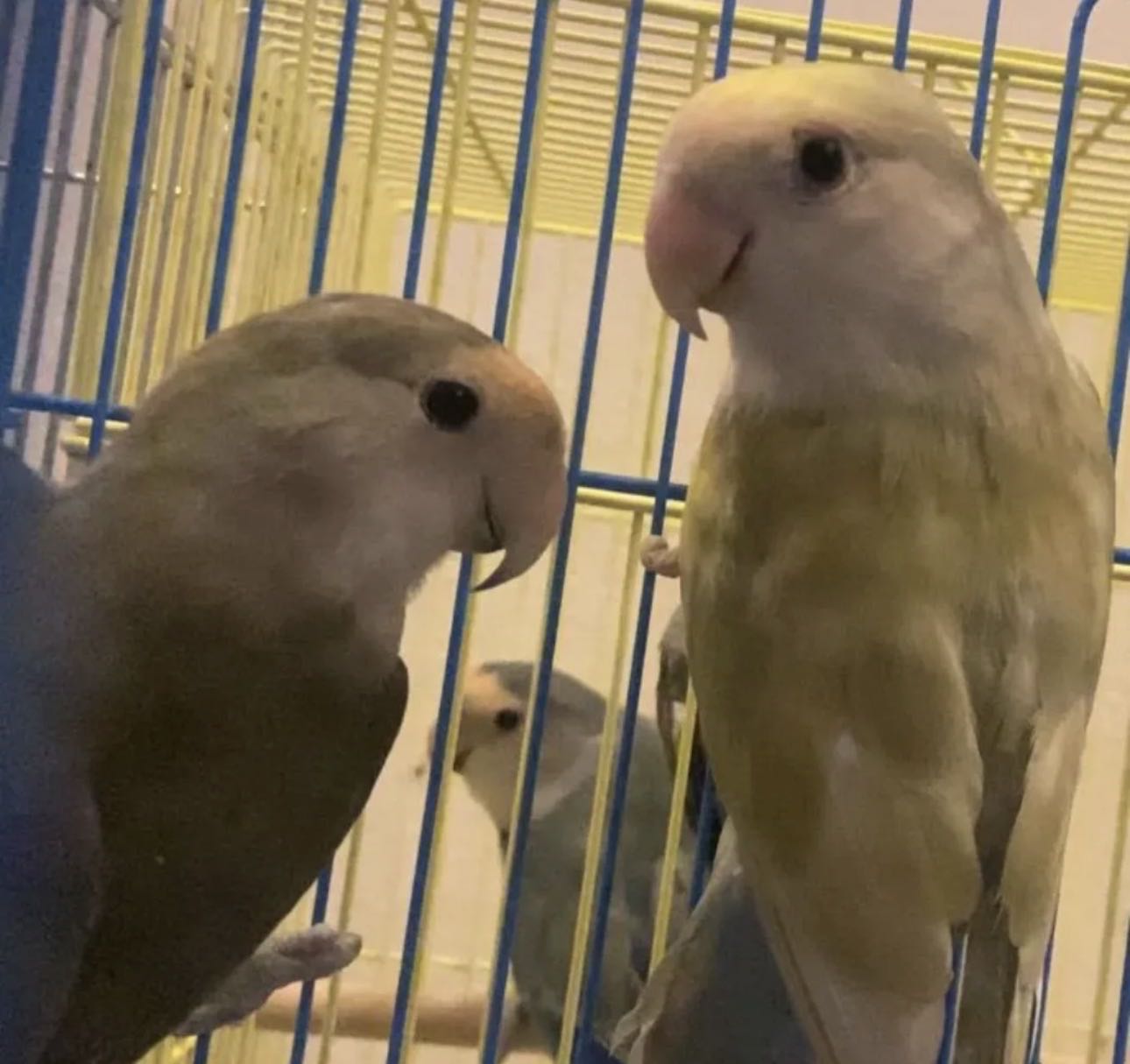 روز طفرات للبيع