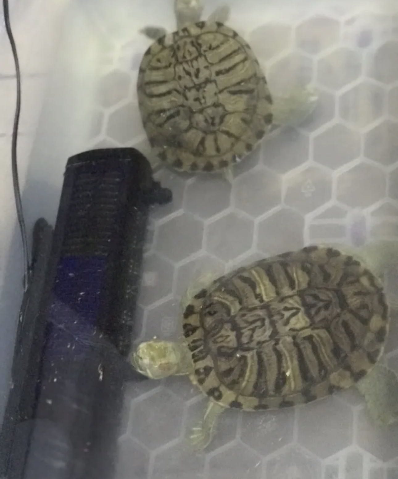 سلاحف للبيع