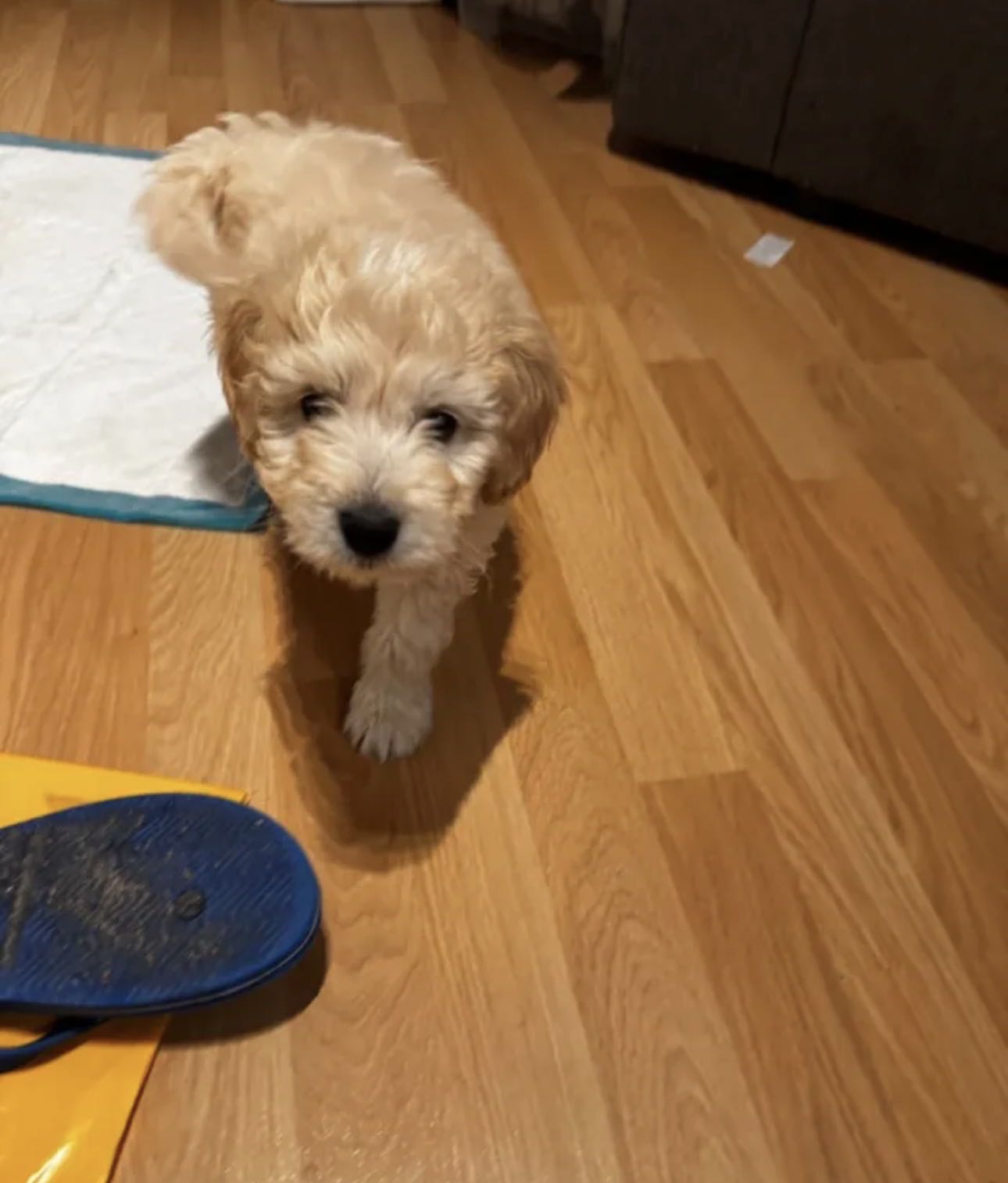 POTTY TRAINED POODLE PUPPY FOR SALE – 60 DAYS OLD