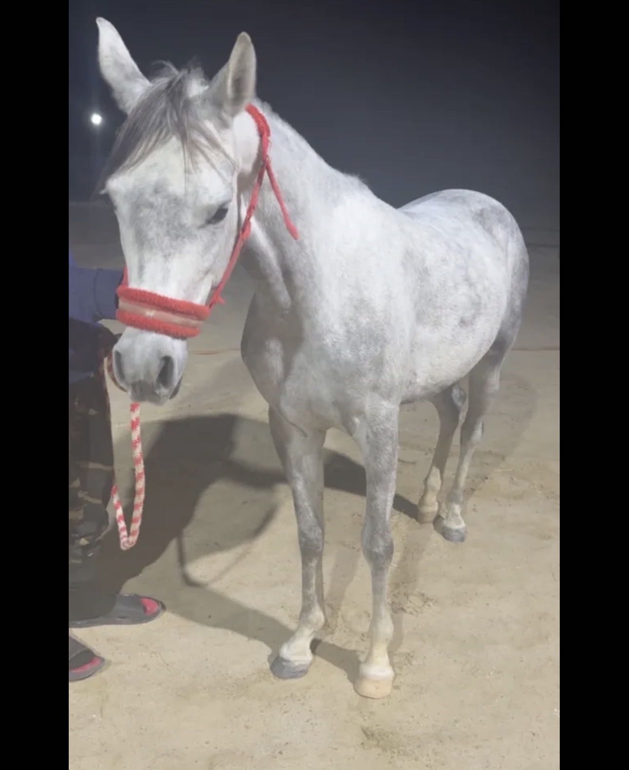 500 دينار بلدي