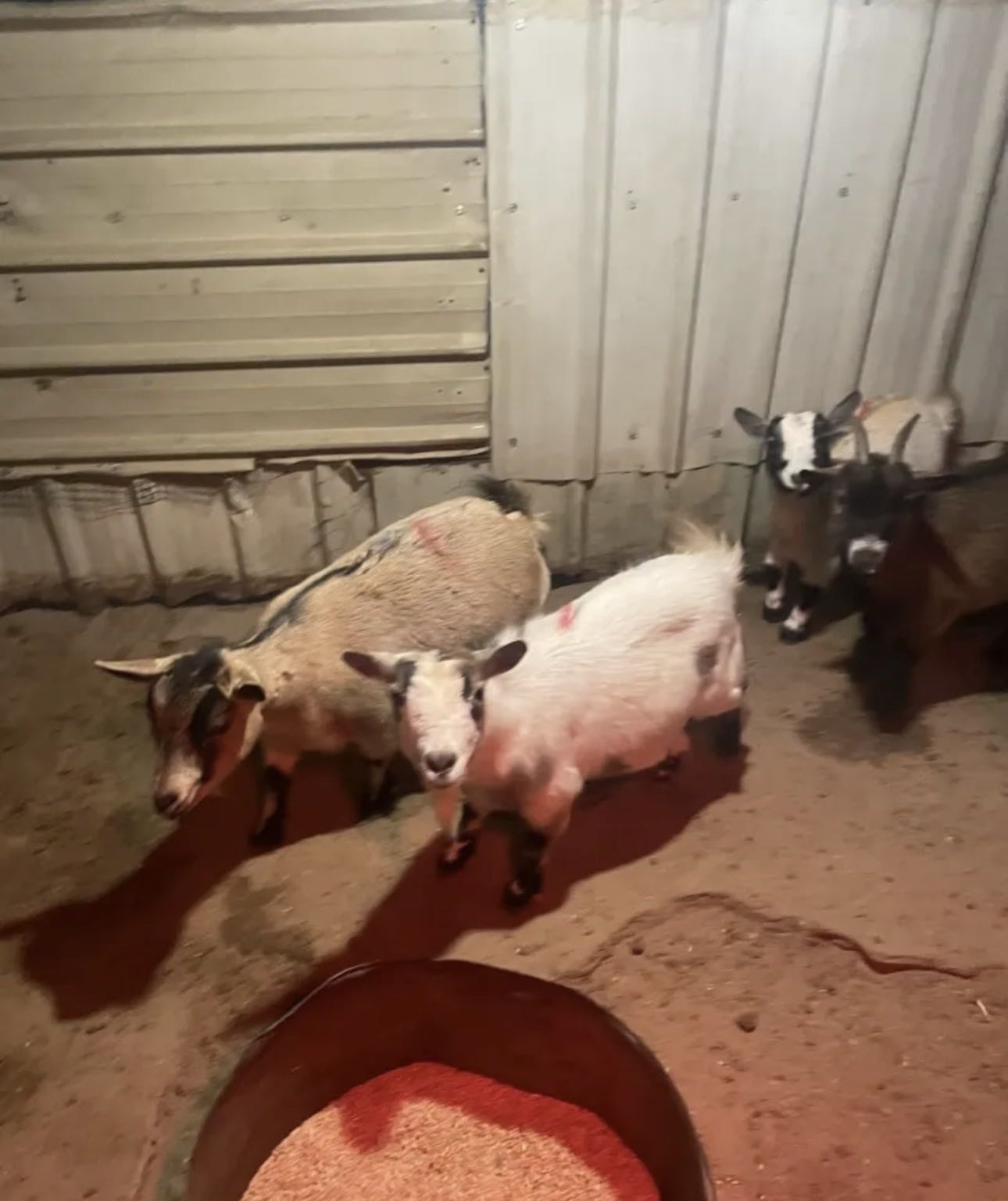 للبيع جيكيلت عدد 7