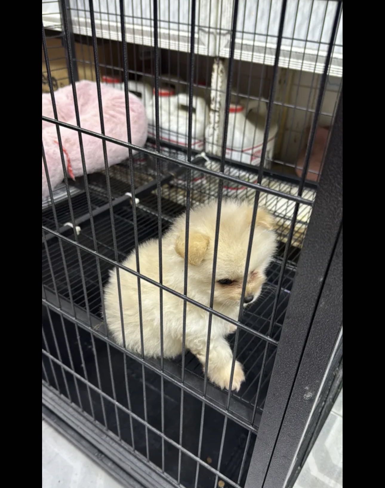 كلب للبيع نوعه بوبمرينا تي كب