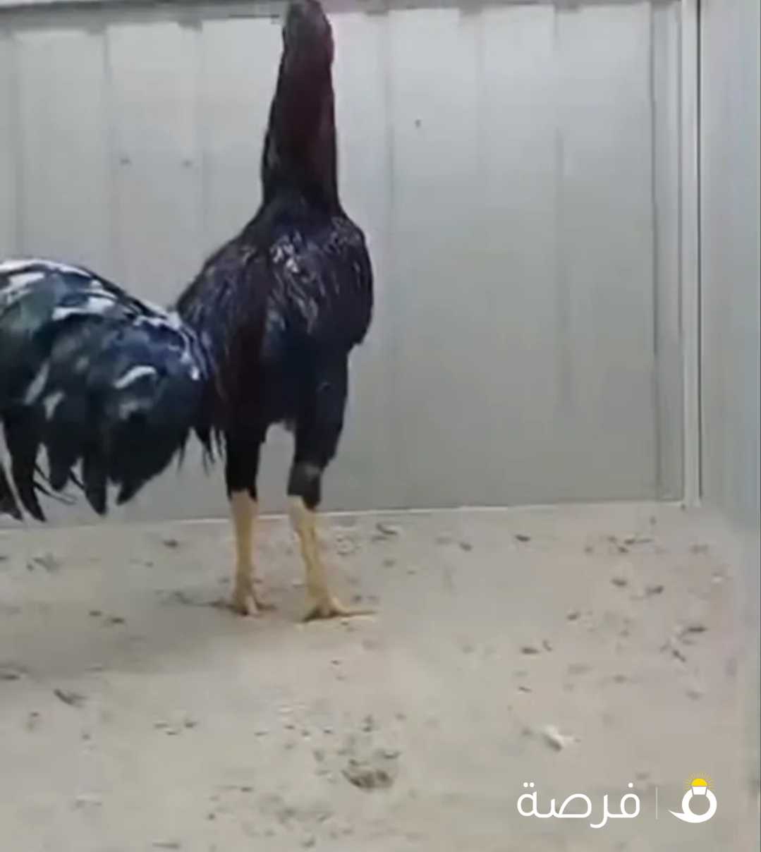 ديك تايلندي عمره سنه