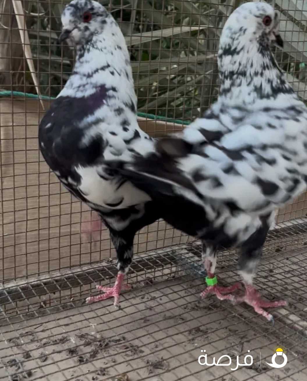 للبيع حمام زينه