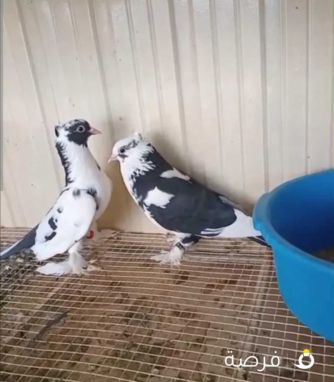 للبيع حمام زينه