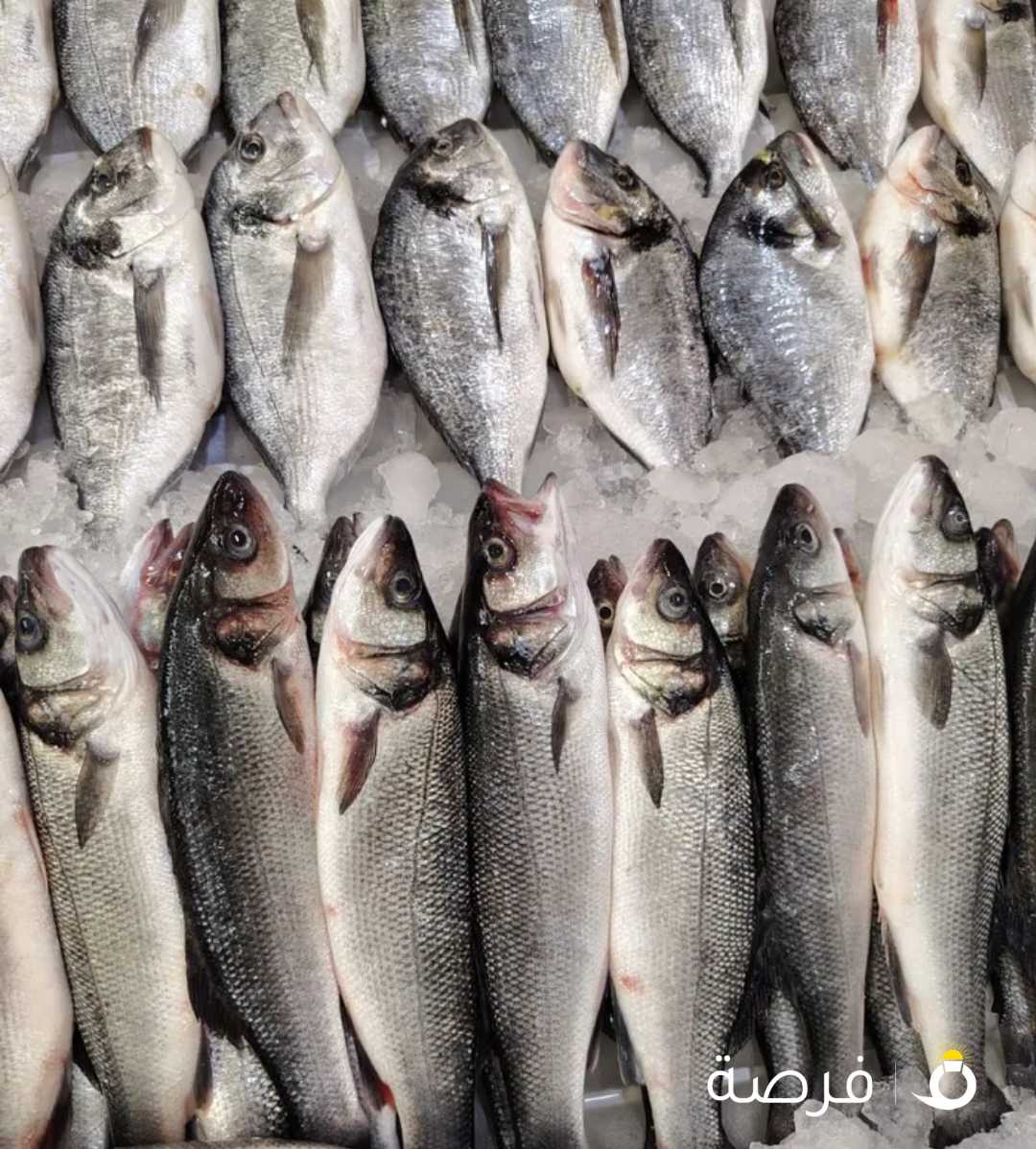 اسماك اسمك زبيدي هامور بالول شعوم شعري شيم نويبي شيم سبيطي نقرور روبيان ميد ابياح قبقب