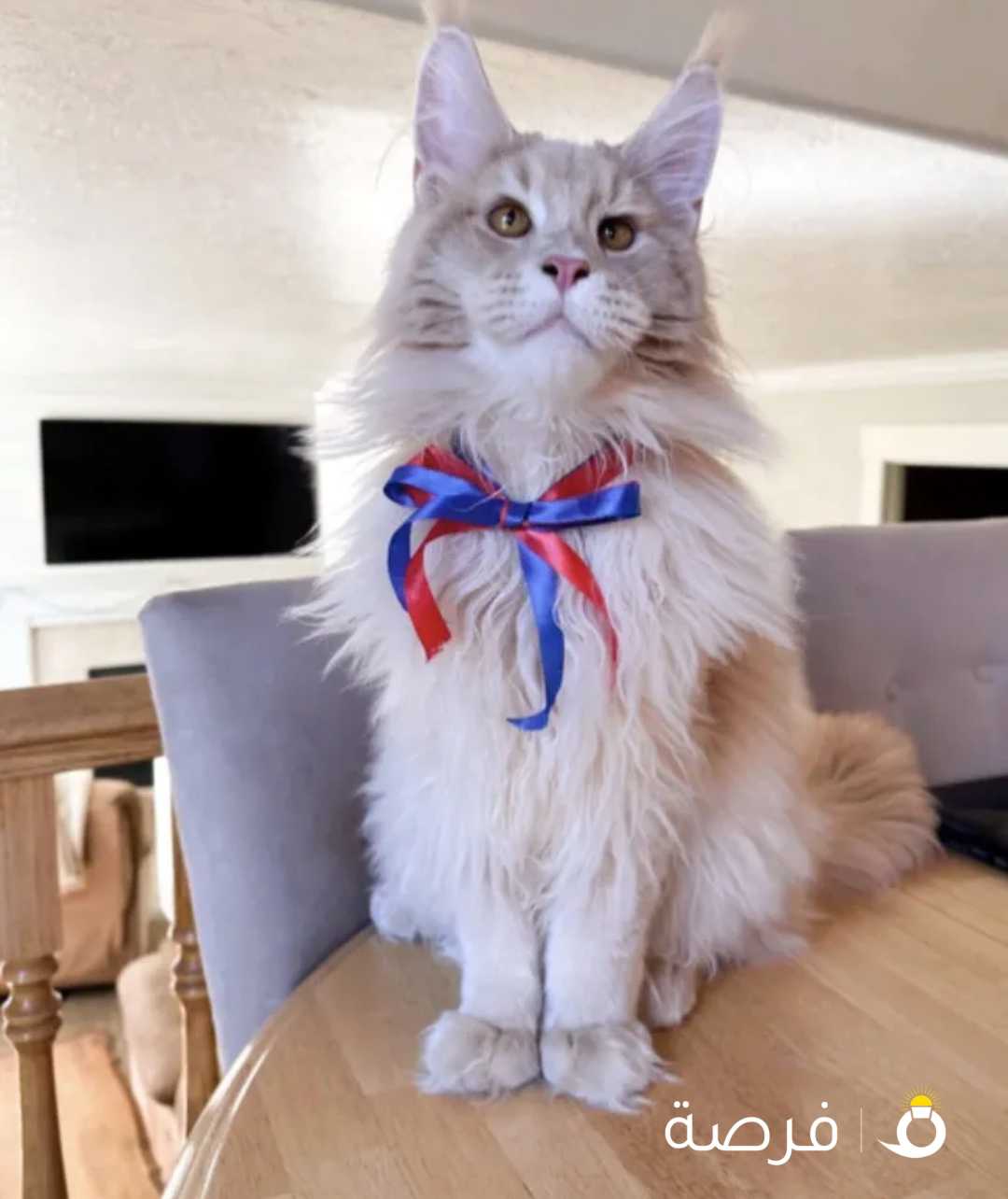 مندوب توصيل للحيوانات