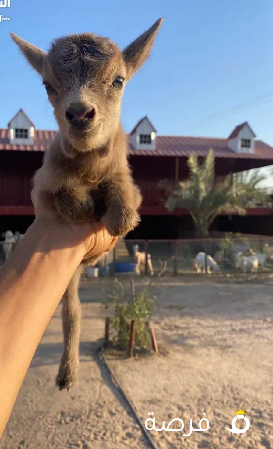 الماعز القزم للاطفال