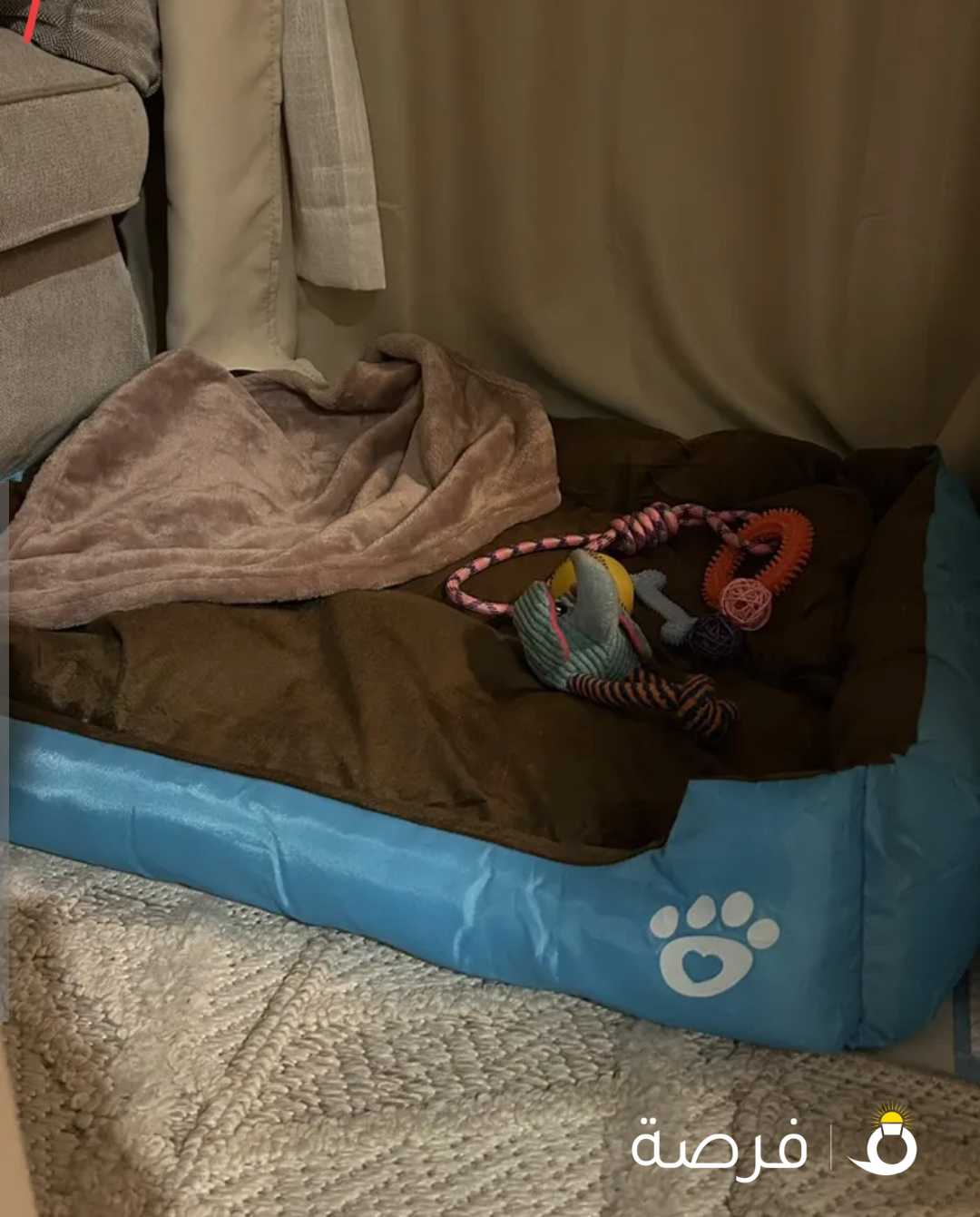 اغراض متنوعة نظيفة جدًا للكلاب