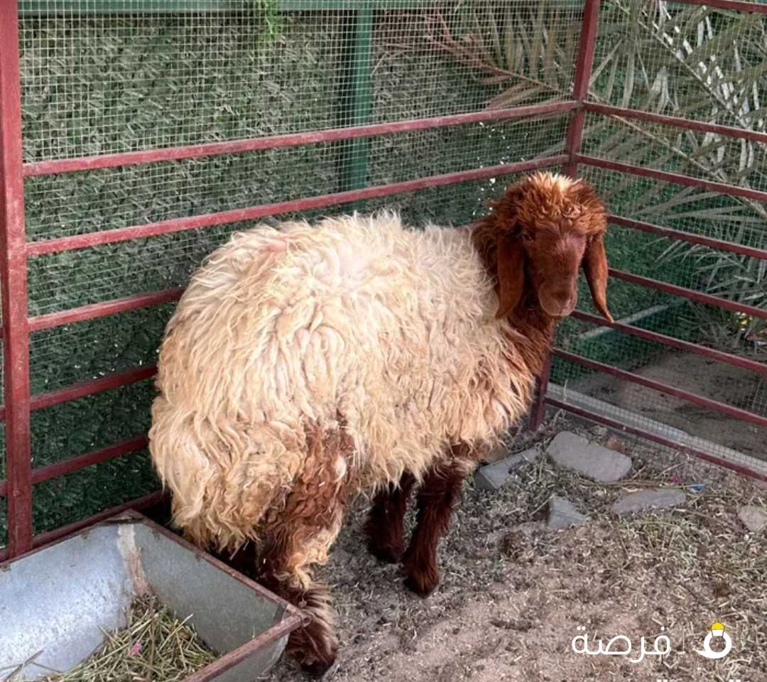 للبيع رخله نعيم