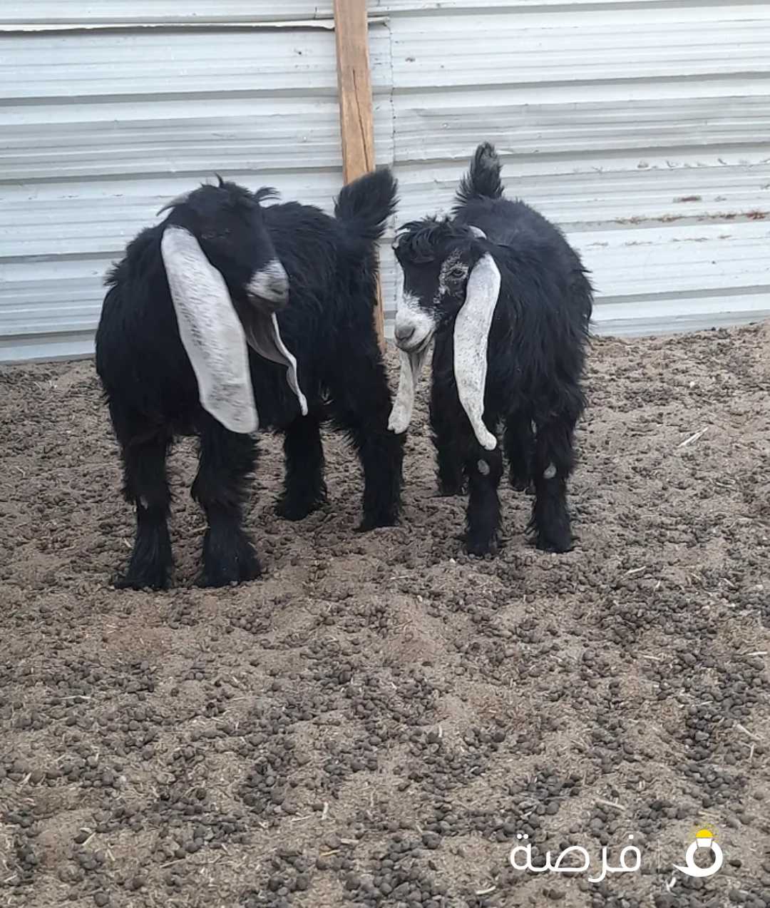 للبيع تيوس طيبه من تحت امهاتهم السعر 60