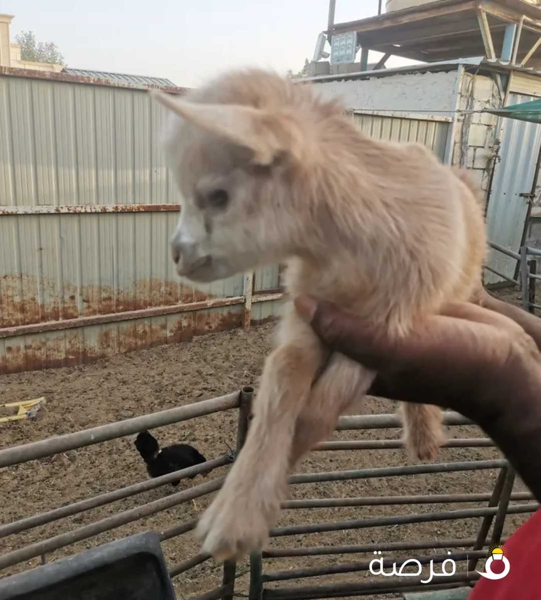 تيس جيكي القزم