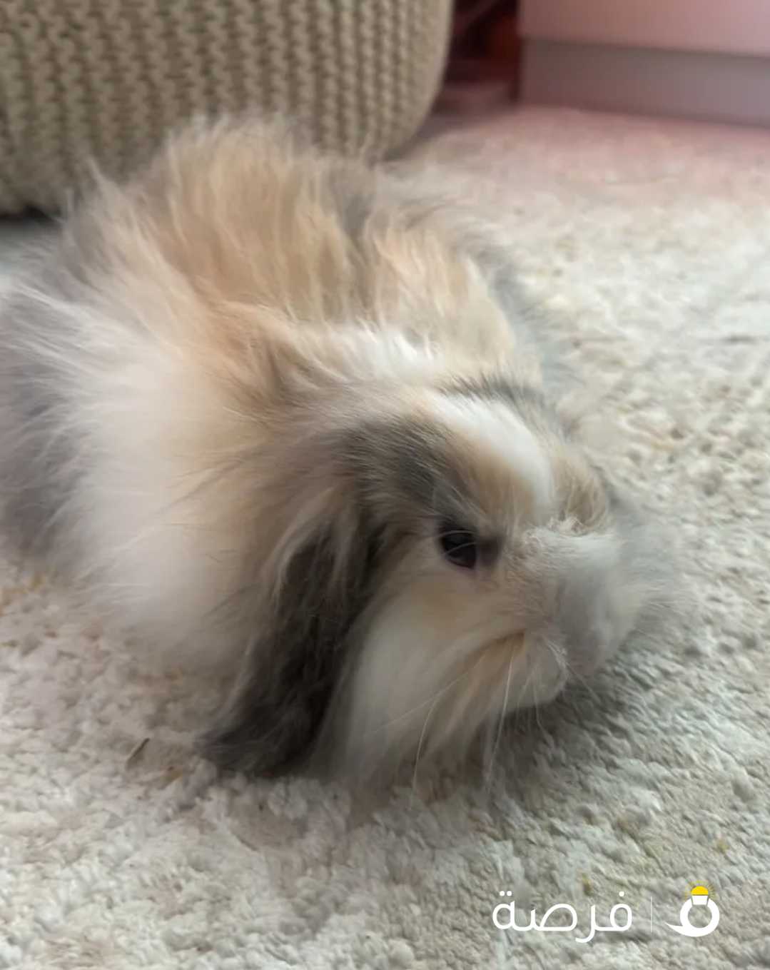 ارنب مع القفص و اكله صحته زينه