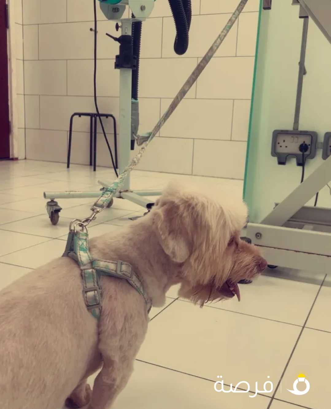 للبيع جلب نثيه