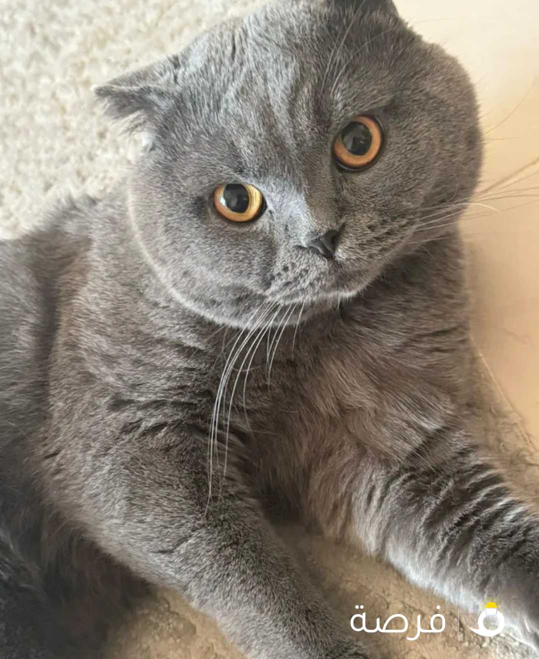 قط سكوتش فولد للتزاوج