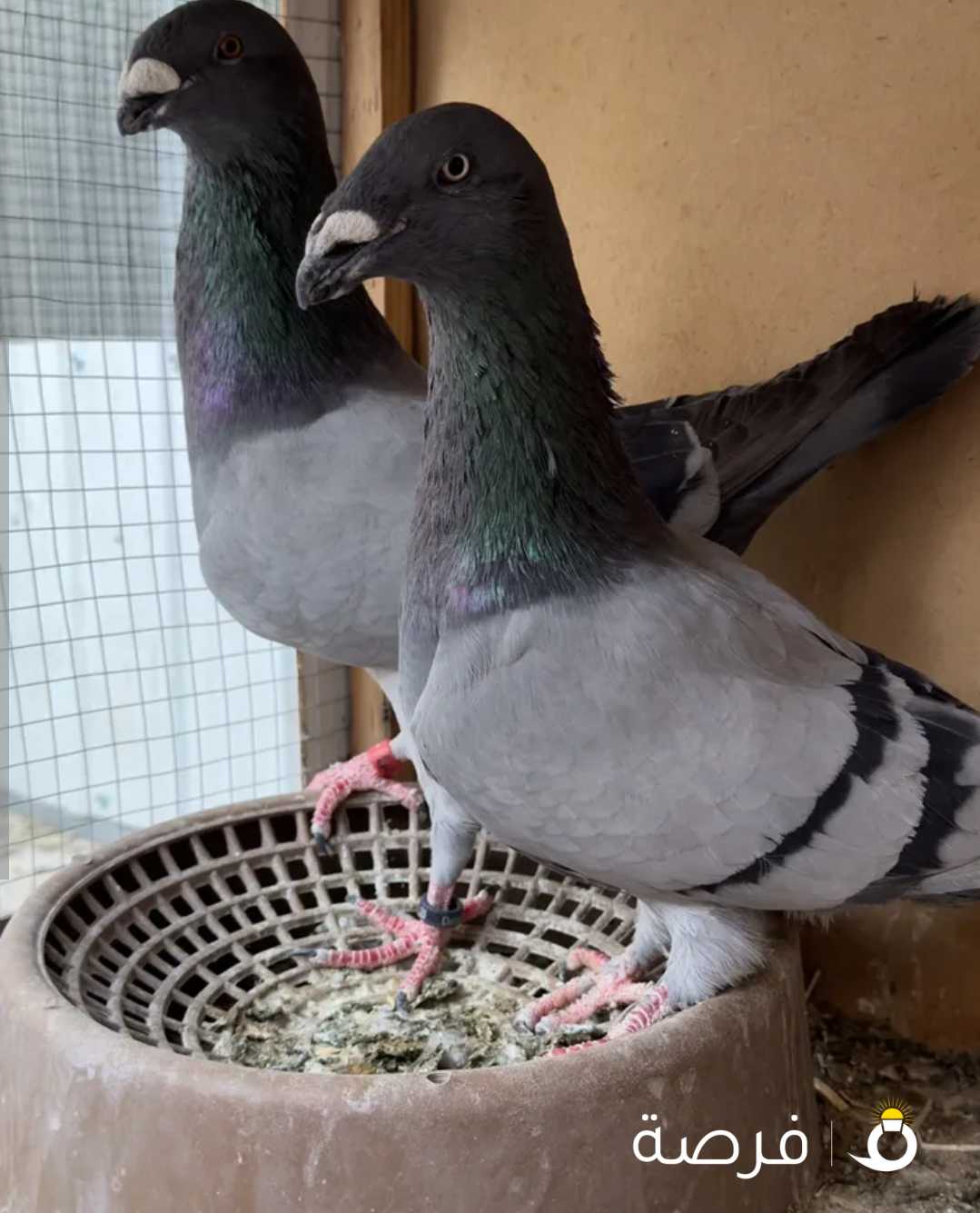 شو هومر ثلاث أزواج