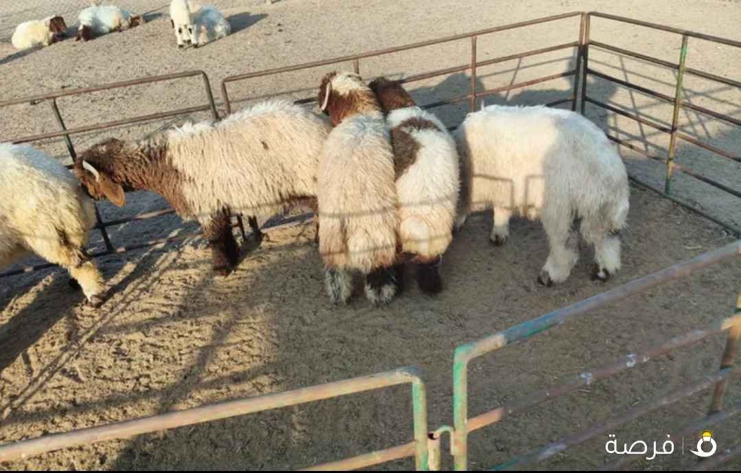 للبيع ذبائح أبويوسف