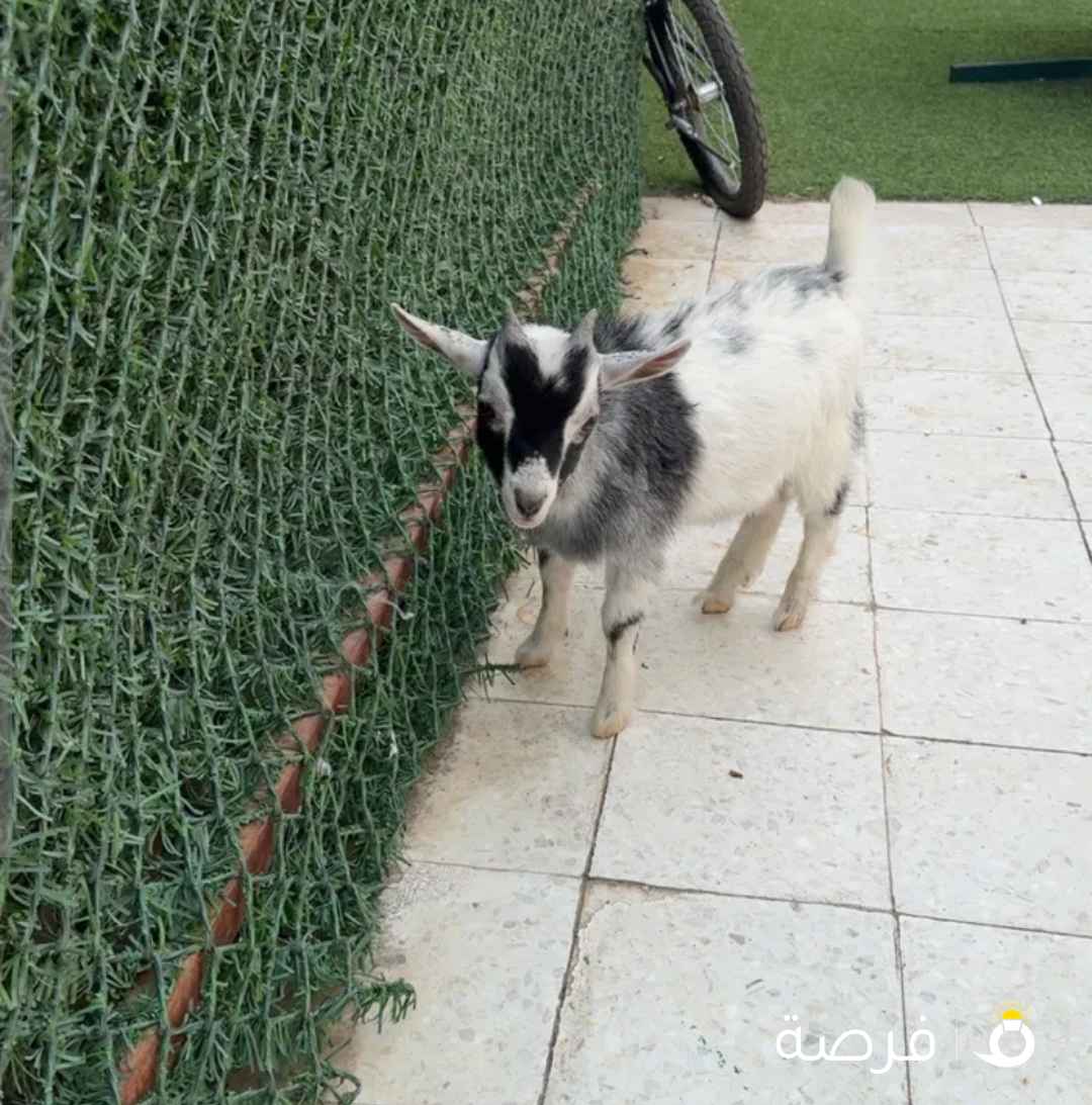 تيس للبيع اثنين