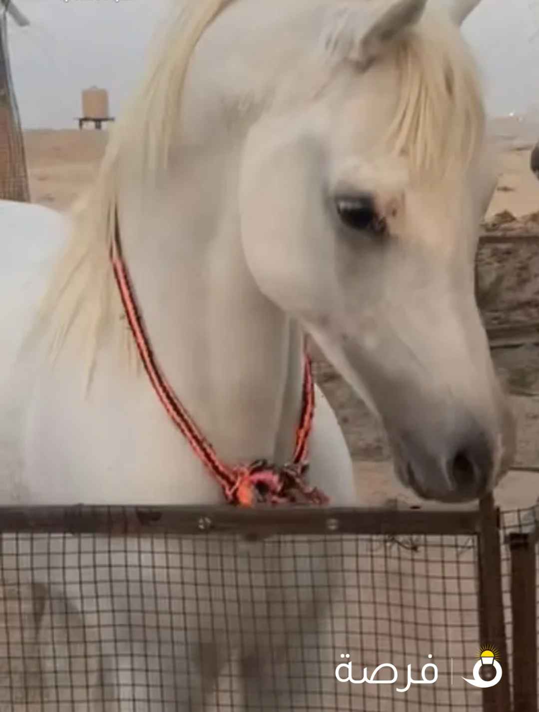 للبيع حصان مصري بيور البيع بدون أوراق